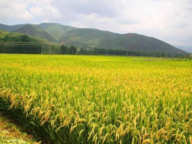 農(nóng)業(yè)種植